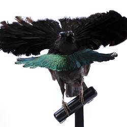<em>Lophorina superba minor</em>, Superb Bird-of-Paradise. [60300]
