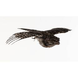 <em>Podargus strigoides</em>, Tawny Frogmouth. [B 34935]