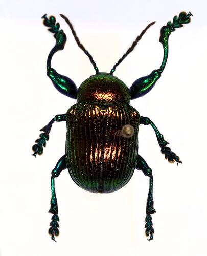 Family Chrysomelidae, leaf beetle. [COL 143699]