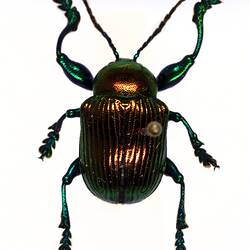Our Wondrous Planet, Our Wild Family: Dry Specimen - Leaf beetle, Coleoptera Linnaeus, 1758