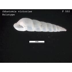 <em>Odostomia victoriae</em>, marine snail.  Holotype.  Registration no. F 552.