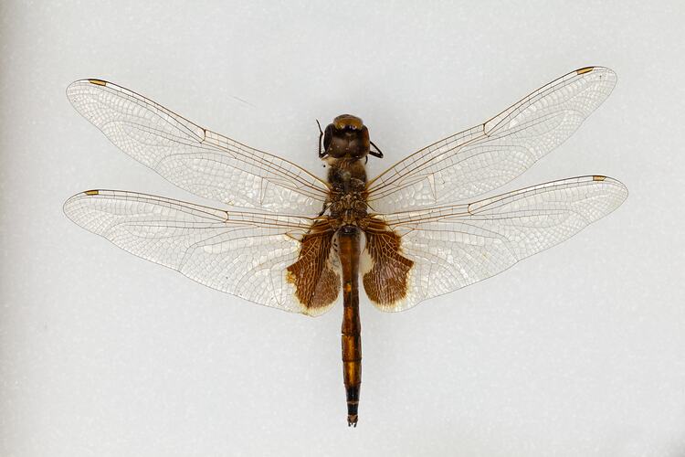 <em>Tramea loewii</em>, Common Glider. [ODO 578]