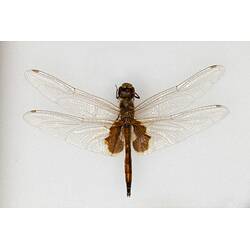 Our Wondrous Planet, Our Wild Family: Dry Specimen - Common Glider, <em>Tramea loewii</em> Kaup, 1866