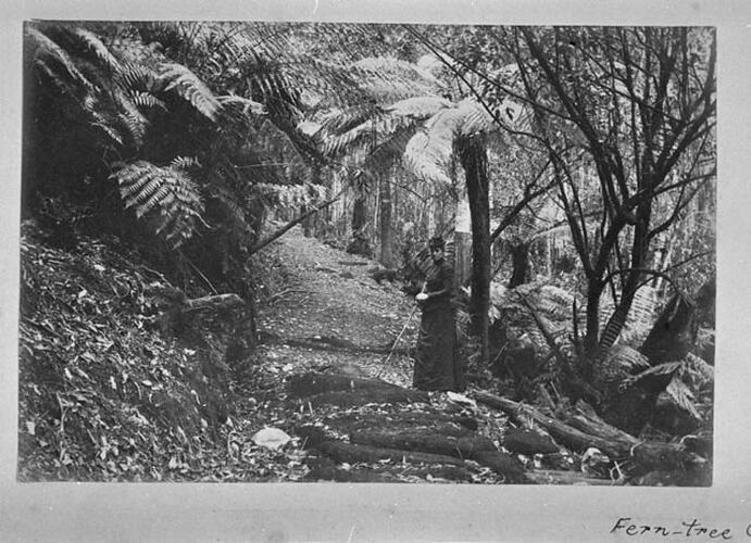 THE DANDENONGS (Continued) 1893. Fern-tree Gully Track.