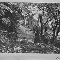 Photograph - by A.J. Campbell, Ferntree Gully, Dandenong Ranges, Victoria, 1890