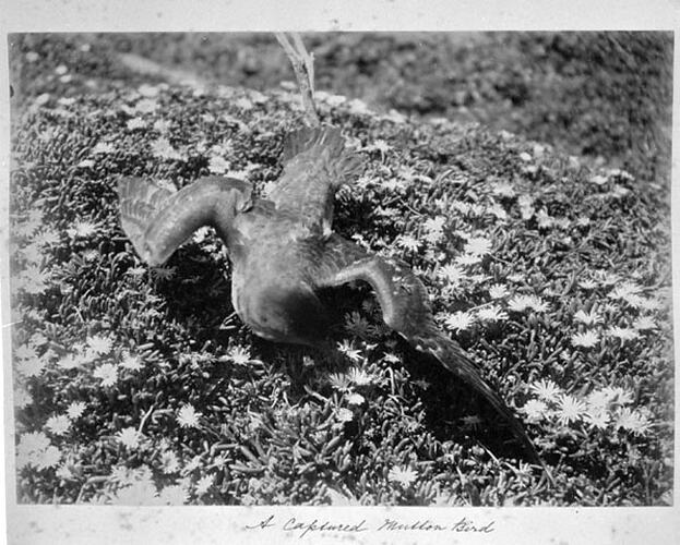 A captured Mutton Bird.