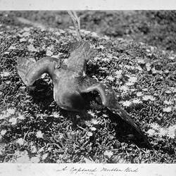 Photograph - 'A Captured Mutton Bird', by A.J. Campbell, Phillip Island, Victoria, Easter 1902