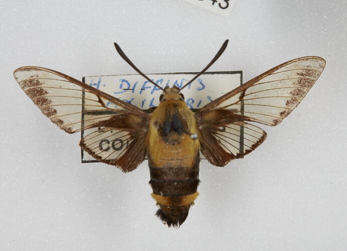 <em>Hemaris diffinis</em>, Snowberry clearwing. [HET 51343]