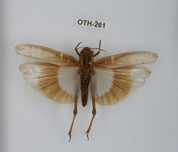 Family Acrididae, Grasshopper. [OTH 261]