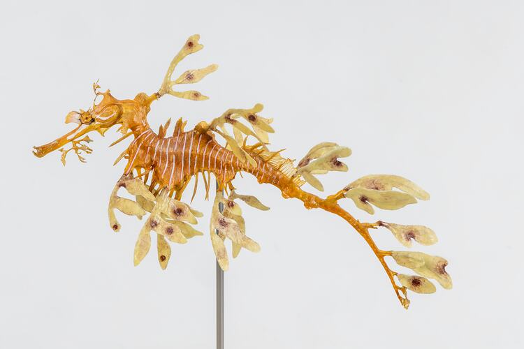 <em>Phycodurus eques</em>, Leafy Seadragon. [A 19372]