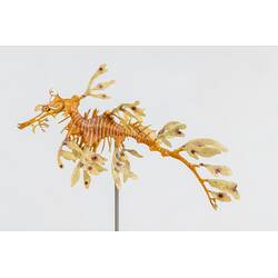 <em>Phycodurus eques</em>, Leafy Seadragon. [A 19372]