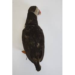 <em>Fratercula arctica</em>, Atlantic Puffin. [B 32929]