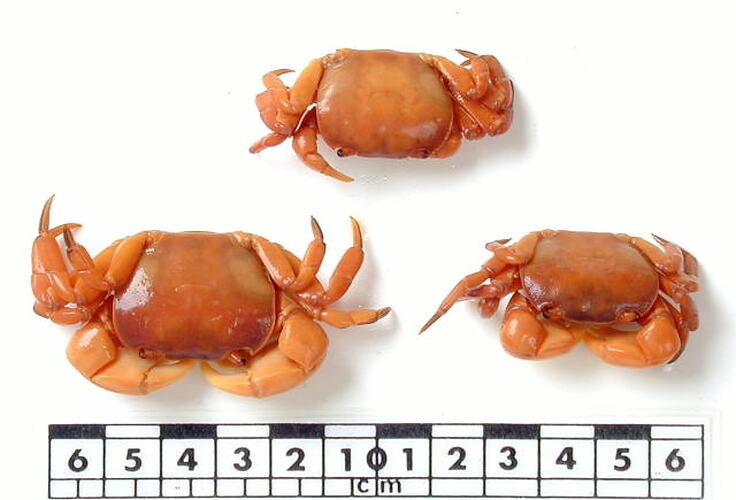 Three crab specimens beside scale bar.