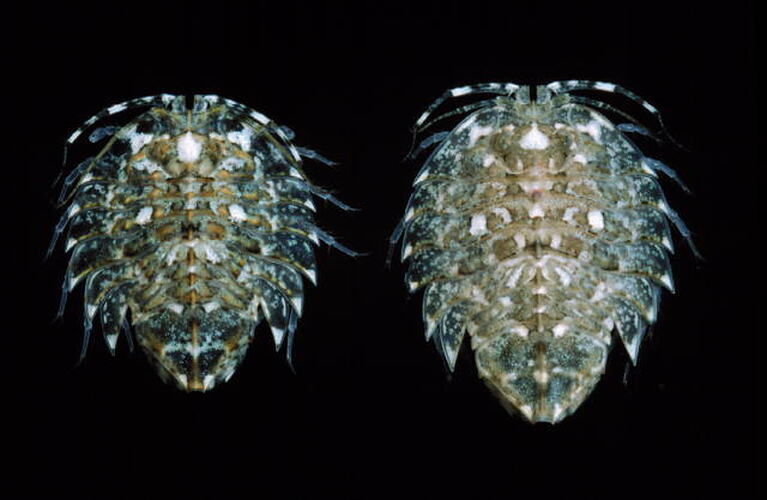 Dorsal view of two isopod specimens.
