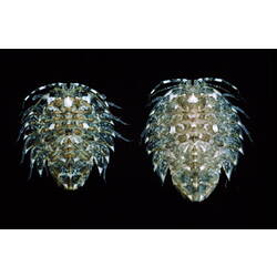 <em>Heteroserolis tuberculata</em> (Grube, 1875)