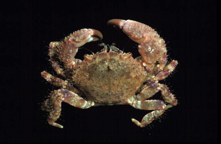 Hairy Crab viewed from above.