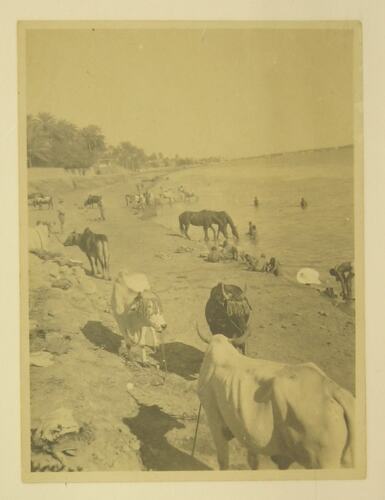 People and livestock on bank of Tigris river.