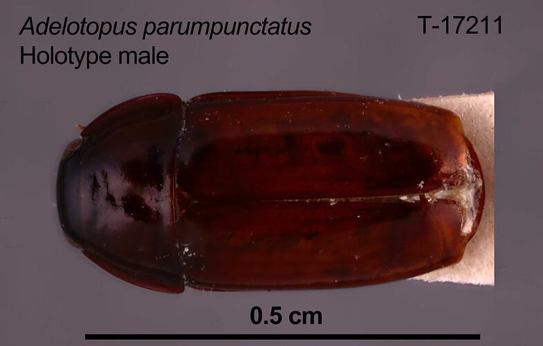 Beetle specimen, male, dorsal view.