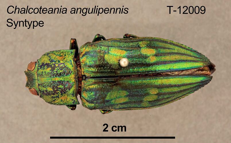 Jewel beetle specimen, dorsal view.