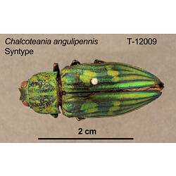 Jewel beetle specimen, dorsal view.