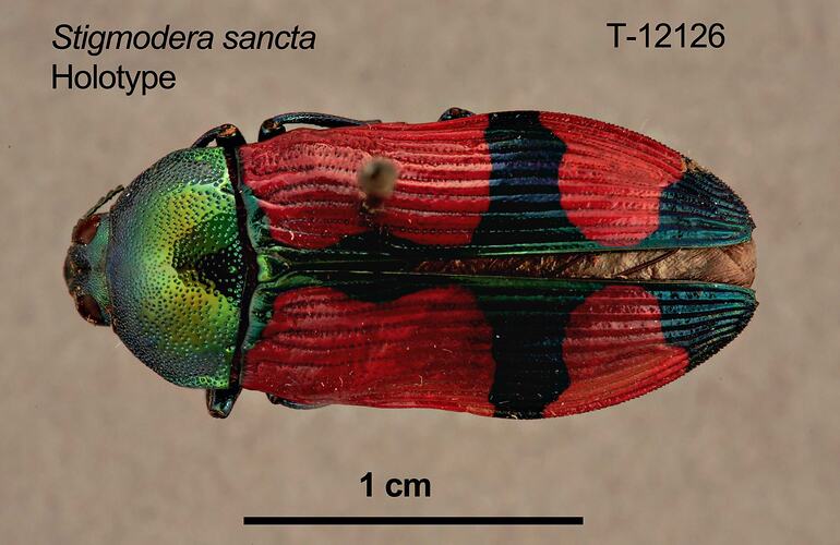 Jewel beetle specimen, dorsal view.