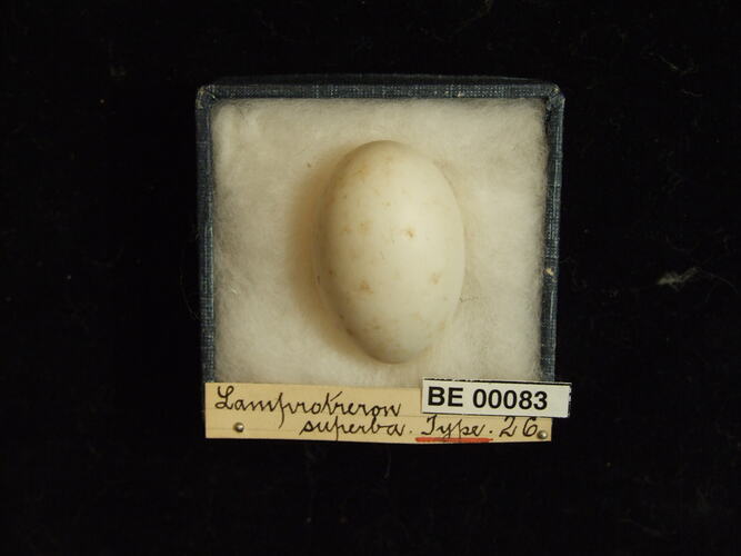 Bird egg with specimen labels in box.