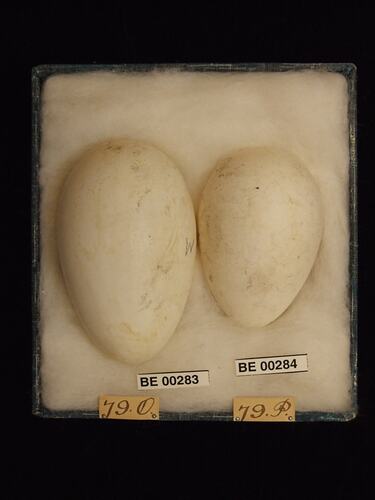 Two bird eggs with specimen labels in box.