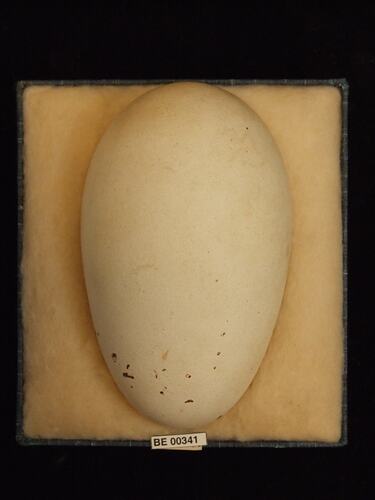 Bird egg with specimen labels in box.