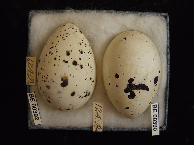 Two bird eggs with specimen labels in box.
