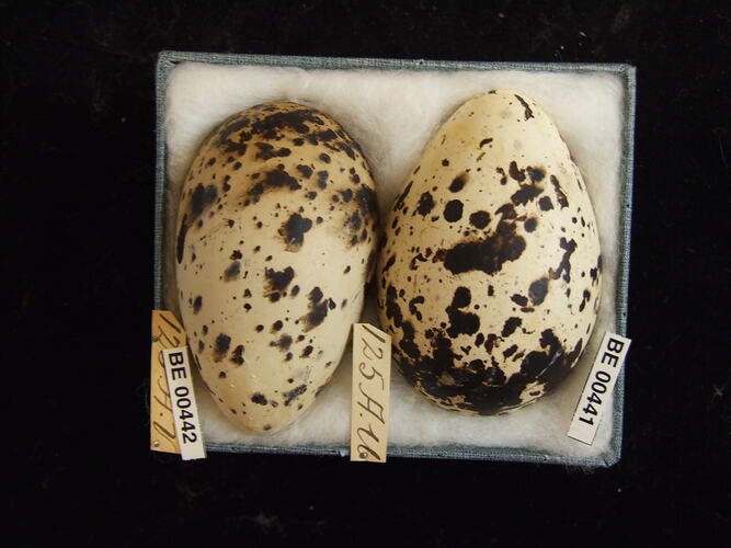 Two bird eggs with specimen labels in box.