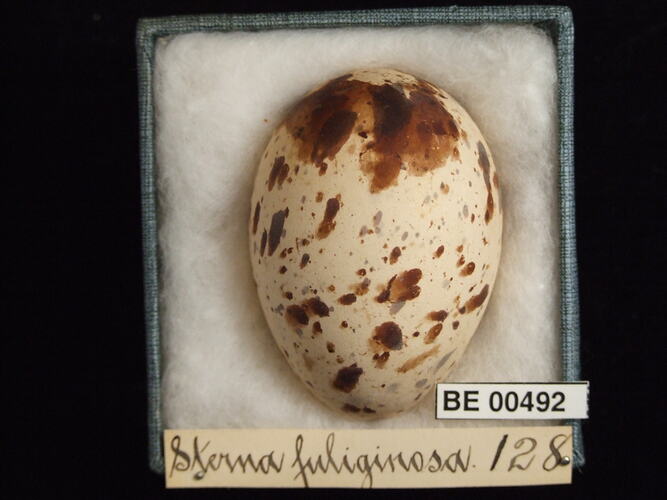 Bird egg with specimen labels in box.