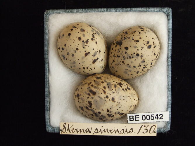 Three bird eggs with specimen labels in box.