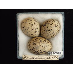 <em>Sternula albifrons sinensis</em> (Gmelin, 1789)