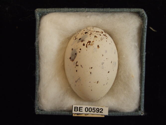 Bird egg with specimen labels in box.