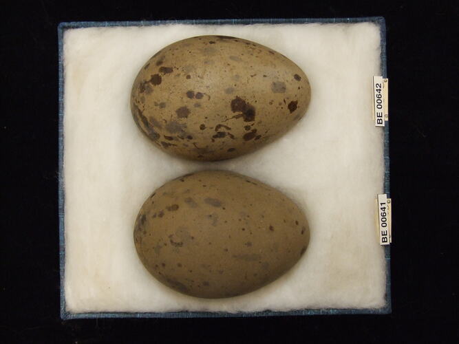 Two bird eggs with specimen labels in box.
