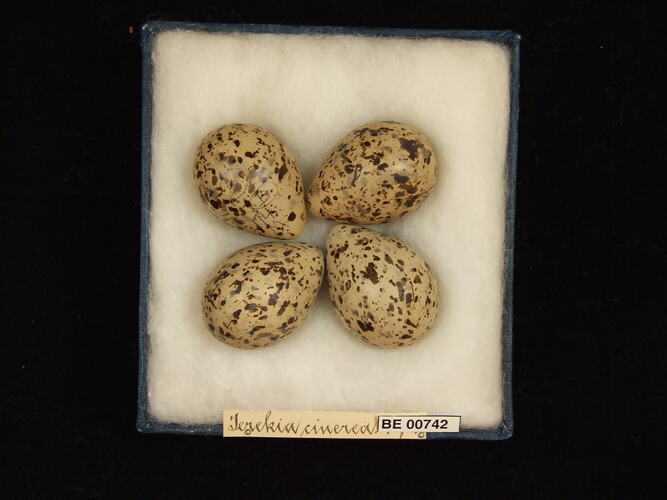Four bird eggs with specimen labels in box.