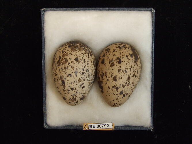 Two bird eggs with specimen labels in box.
