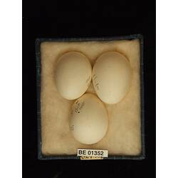 Three bird eggs with specimen labels in box.