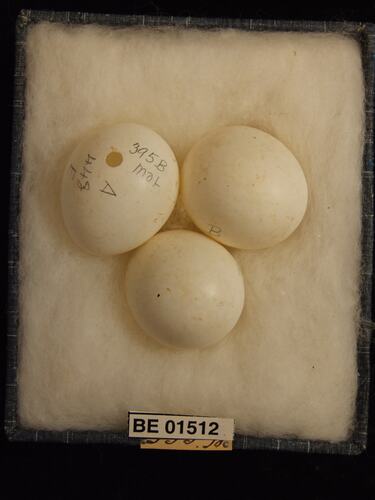 Three bird eggs with specimen labels in box.