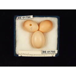 <em>Cuculus pallidus</em>