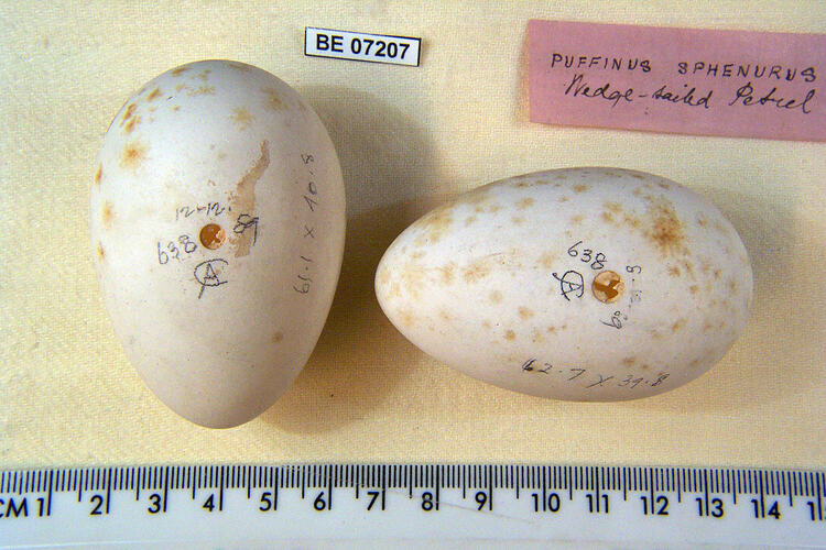Two bird eggs with specimen labels beside ruler.
