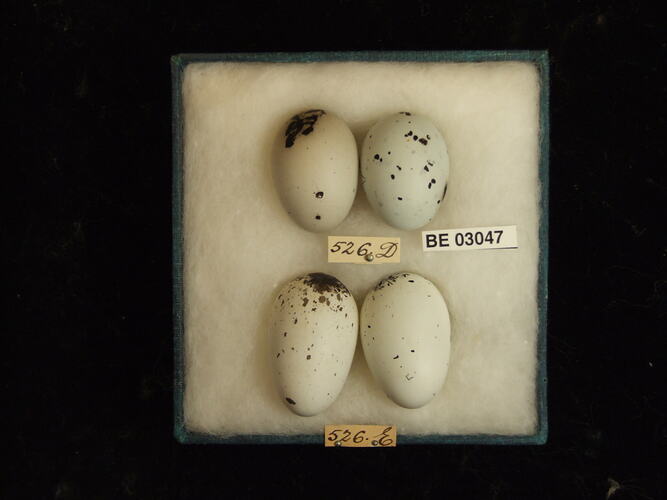 Four bird eggs in box with labels.