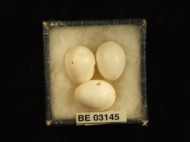Three bird eggs in box with labels.
