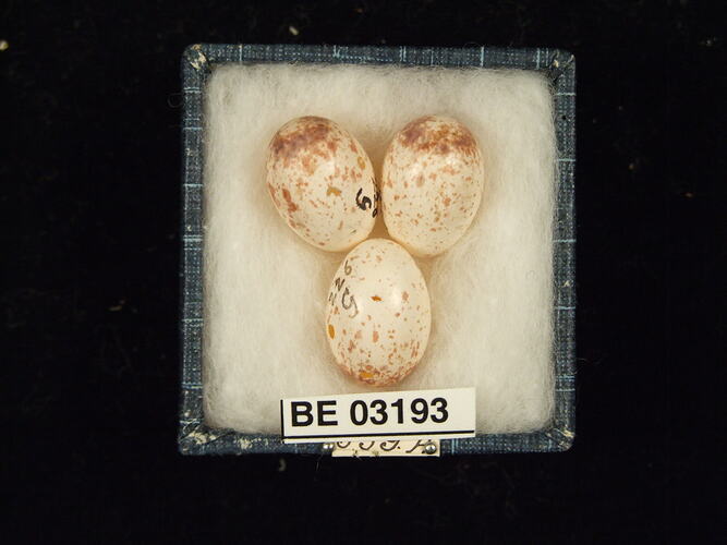 Three bird eggs in box with labels.