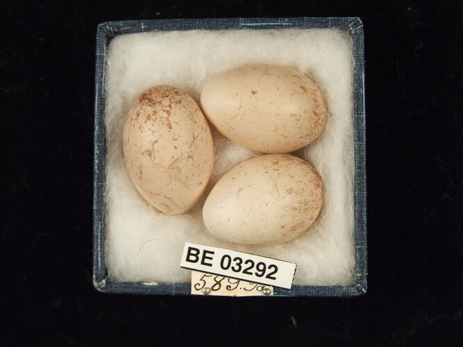 Three bird eggs in box with labels.