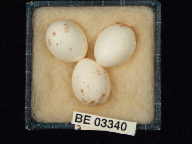 Three bird eggs in box with labels.