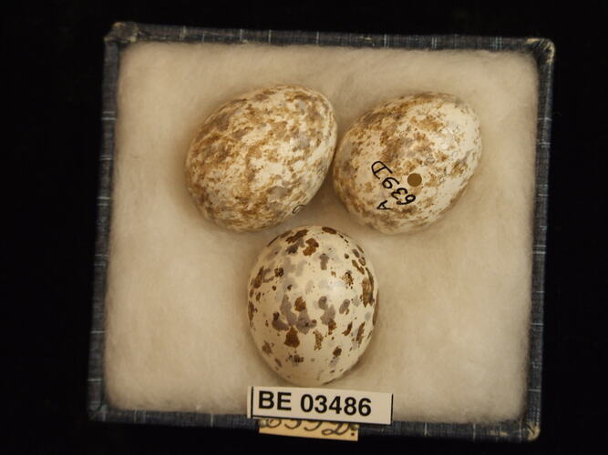 Three bird eggs in box with specimen labels.