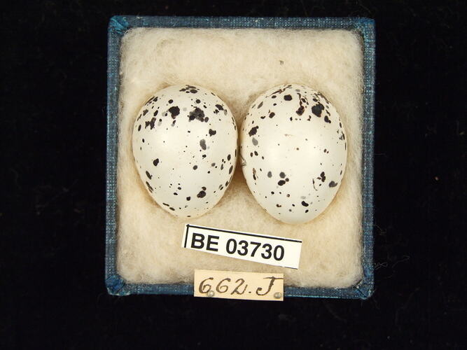 Two bird eggs in box with specimen labels.