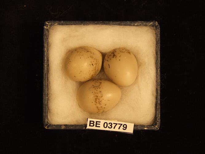 Three bird eggs in box with specimen label.