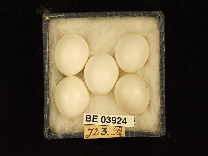Five bird eggs in box with specimen labels.